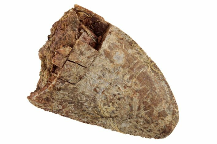 Serrated, Fossil Phytosaur (Redondasaurus) Tooth - New Mexico #192573